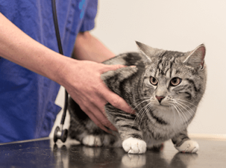 chat chez le vétérinaire